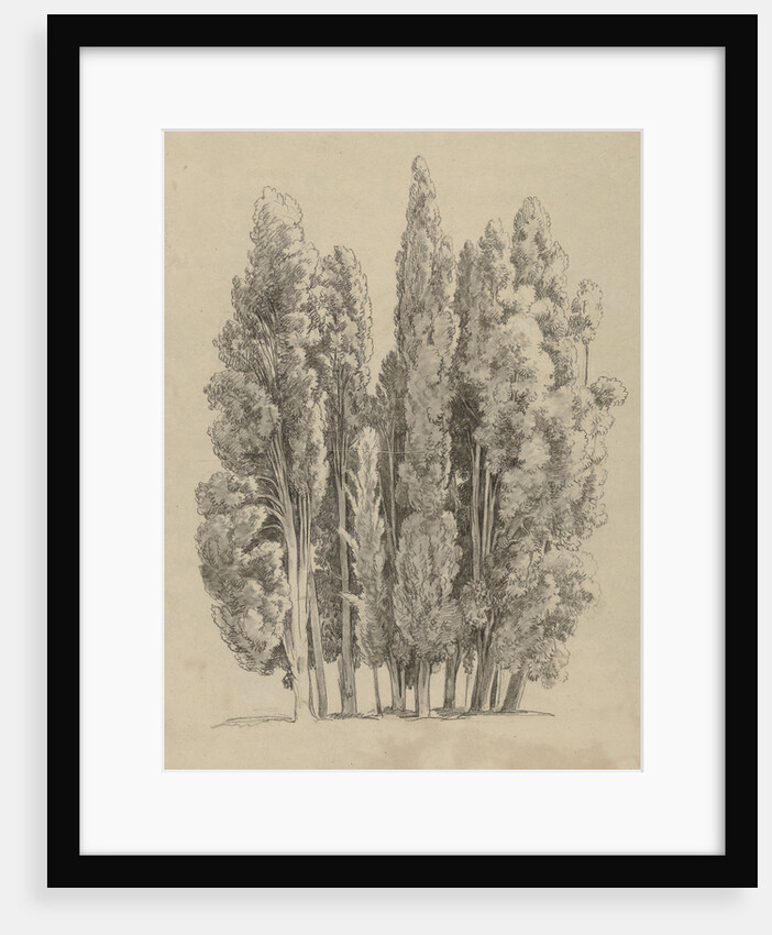Group cypresses by Hendrik Voogd