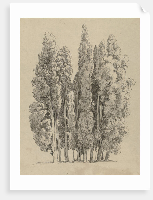 Group cypresses by Hendrik Voogd