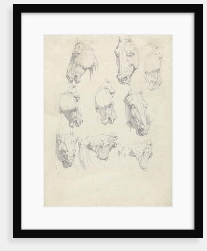 Nine anatomical studies of a horse head by Hendrik Voogd