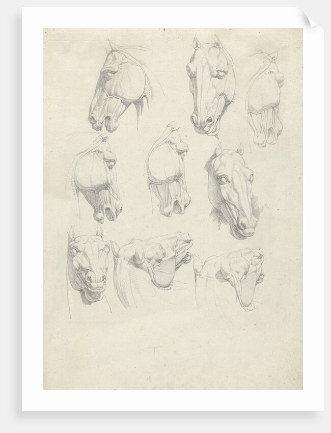 Nine anatomical studies of a horse head by Hendrik Voogd