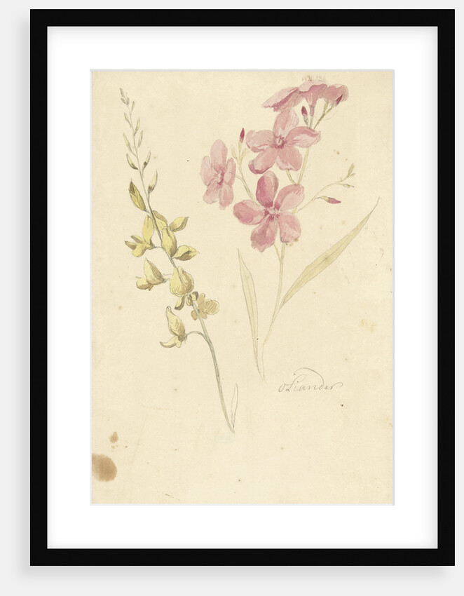 Oleander and broom by Elias van Nijmegen