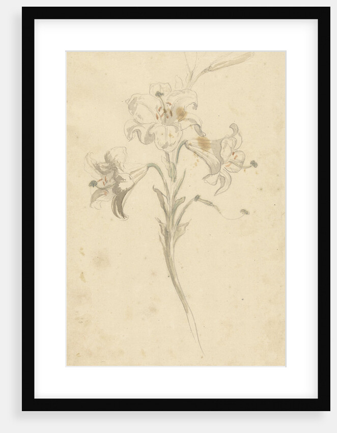 White lily by Elias van Nijmegen