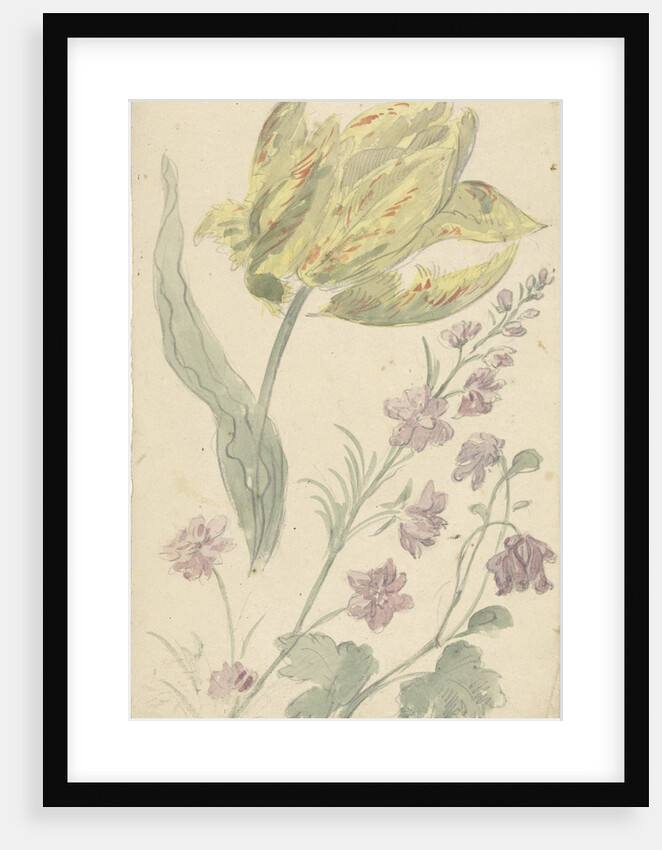 Study of a yellow tulip and another plant by Elias van Nijmegen