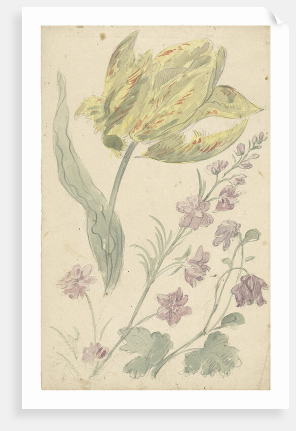 Study of a yellow tulip and another plant by Elias van Nijmegen