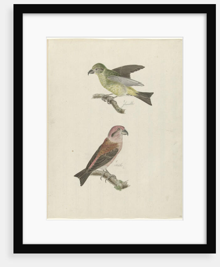 Two Crossbills by Christiaan Sepp