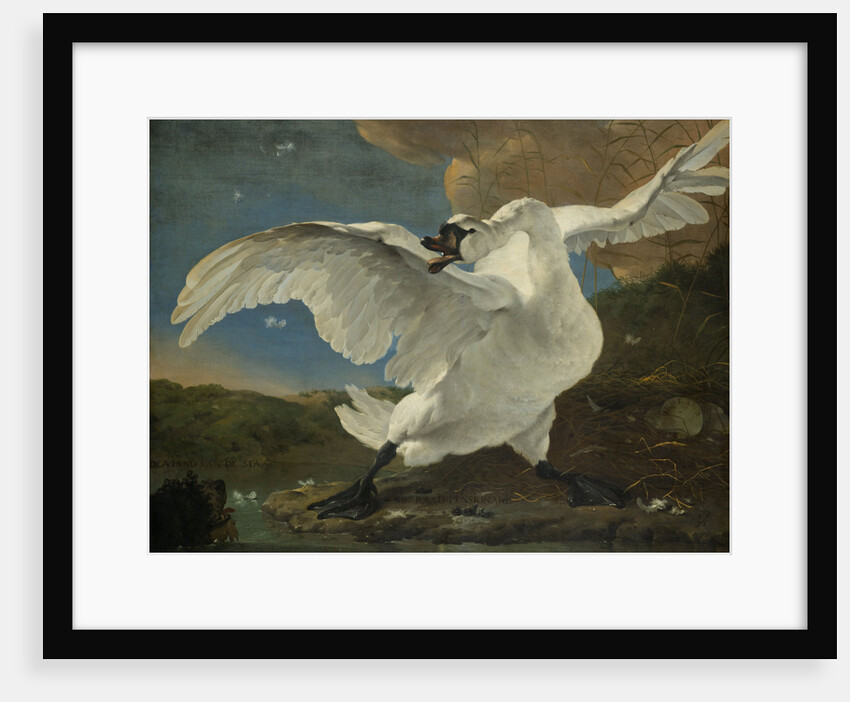 The Threatened Swan by Jan Asselijn