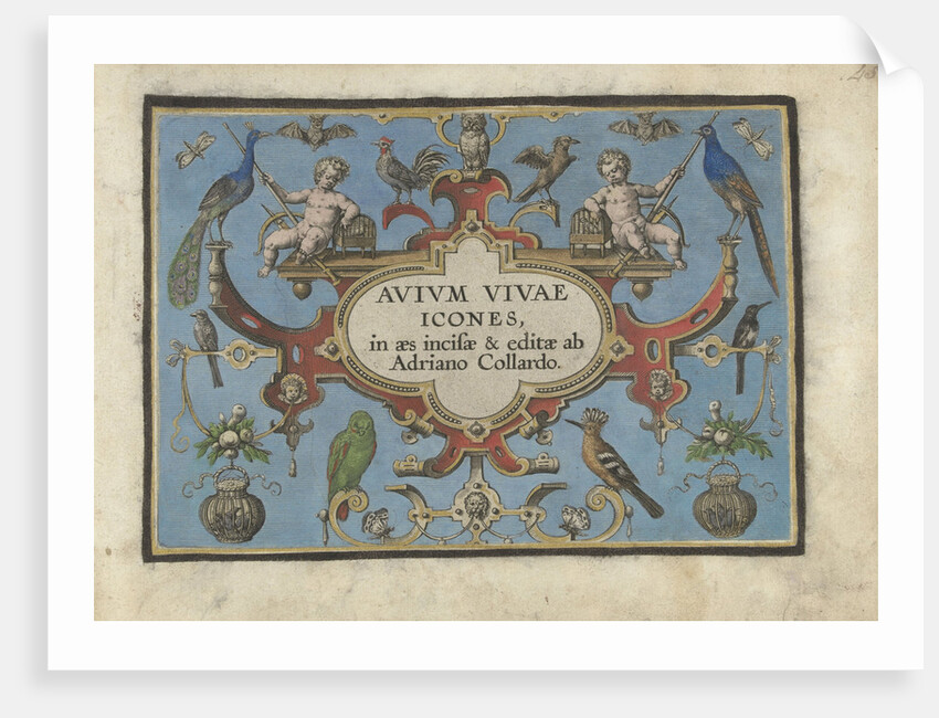 Title print for, Avium vivae Icones... by Adriaen Collaert