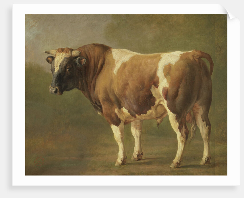 Study of a Bull by Jacques Raymond Brascassat