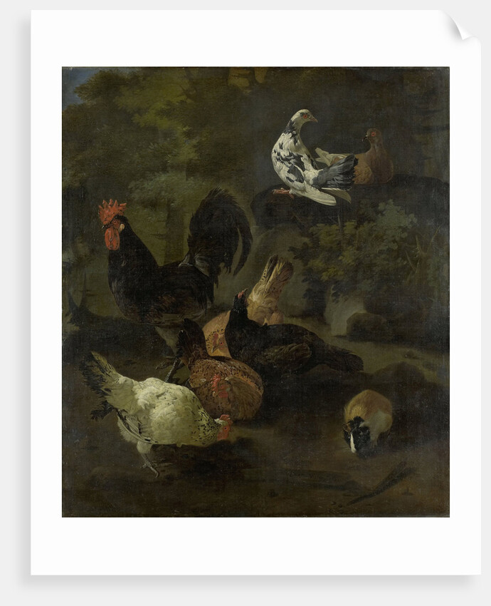 A Cock, Hens, Doves, and a Marmot by Jacomo Victors