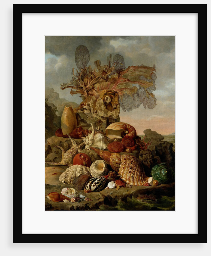 Shells and Marine Plants by Henricus Franciscus Wiertz