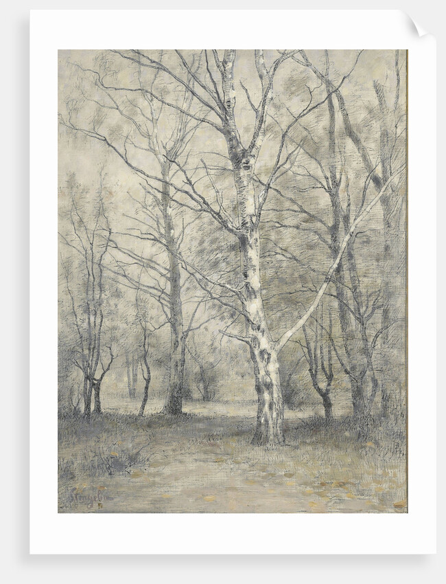 Forest of birch trees by Alphonse Stengelin