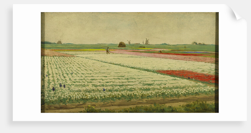 Tulip Fields by Gerrit Willem Dijsselhof