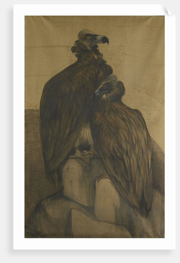 Two vultures by Theo van Hoytema