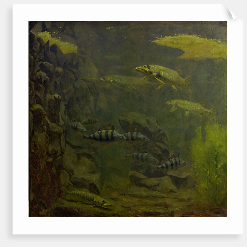 Pike and bass in an aquarium by Gerrit Willem Dijsselhof