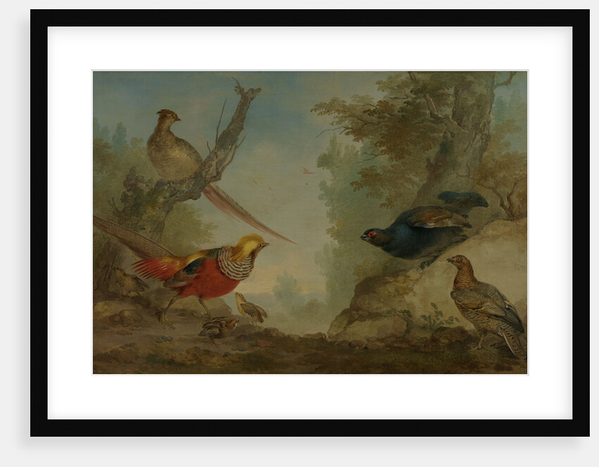 Pheasants by Aert Schouman