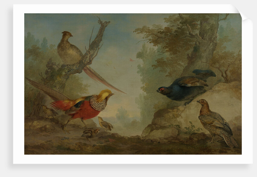 Pheasants by Aert Schouman