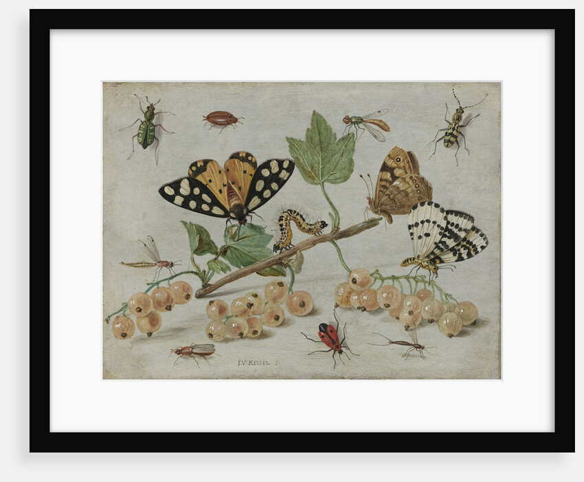 Insects and Fruit by Jan van Kessel I