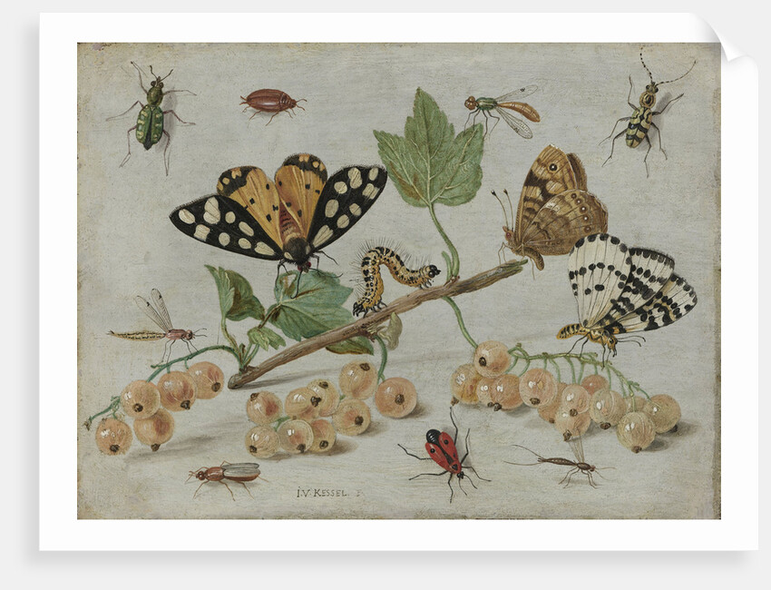 Insects and Fruit by Jan van Kessel I