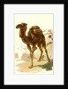 Camel 1885 Algeria by Anonymous
