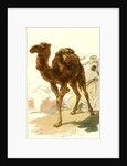 Camel 1885 Algeria by Anonymous