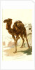 Camel 1885 Algeria by Anonymous