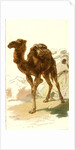 Camel 1885 Algeria by Anonymous