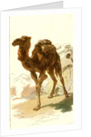 Camel 1885 Algeria by Anonymous