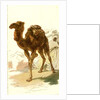 Camel 1885 Algeria by Anonymous