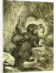 Otter 1891 Austria by Anonymous