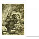 Otter 1891 Austria by Anonymous