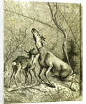 Hunt Austria 1887 by Anonymous