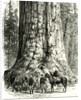 Yosemite Valley the Grizzly Giant USA 1891 by Anonymous