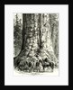 Yosemite Valley the Grizzly Giant USA 1891 by Anonymous