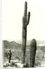 Giant Cactus Arizona 1891 USA by Anonymous