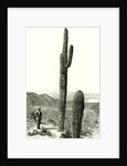 Giant Cactus Arizona 1891 USA by Anonymous