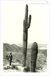 Giant Cactus Arizona 1891 USA by Anonymous