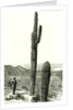 Giant Cactus Arizona 1891 USA by Anonymous