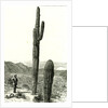 Giant Cactus Arizona 1891 USA by Anonymous