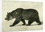 The Grizzly Bear USA 1891 by Anonymous
