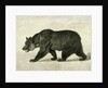 The Grizzly Bear USA 1891 by Anonymous