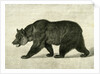 The Grizzly Bear USA 1891 by Anonymous