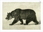 The Grizzly Bear USA 1891 by Anonymous