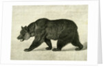 The Grizzly Bear USA 1891 by Anonymous