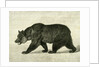 The Grizzly Bear USA 1891 by Anonymous