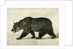 The Grizzly Bear USA 1891 by Anonymous