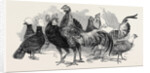 Polish Fowls by Anonymous