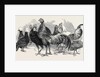 Polish Fowls by Anonymous