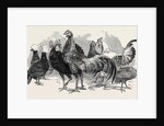 Polish Fowls by Anonymous