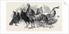 Polish Fowls by Anonymous