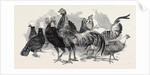 Polish Fowls by Anonymous